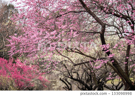 稻部梅園的梅花盛開 133098998