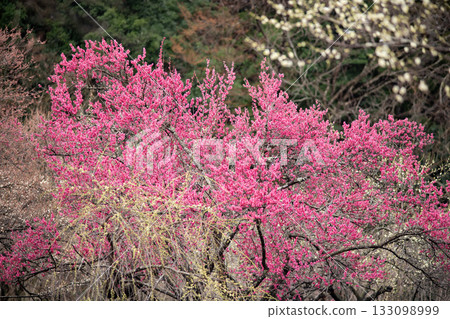 Plum blossoms in full bloom at Inabe Plum Grove 133098999
