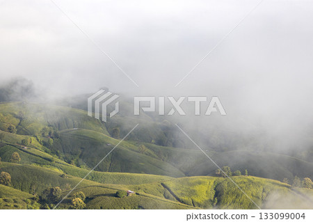 Landscape of Morning Mist with Mountain Layer. mountain ridge and clouds in rural jungle bush forest 133099004