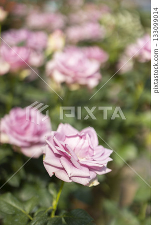 Roses flowers bloom in summer in the garden roses. Beautiful roses flowers close up. 133099014