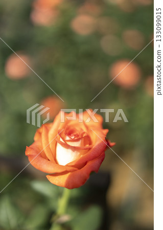 Roses flowers bloom in summer in the garden roses. Beautiful roses flowers close up. Roses flowers bloom in summer in the garden roses. Beautiful roses flowers close up. 133099015