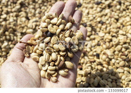 Coffee beans drying in the sun. Coffee plantations at coffee farm 133099017