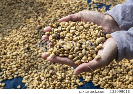 Coffee beans drying in the sun. Coffee plantations at coffee farm 133099018