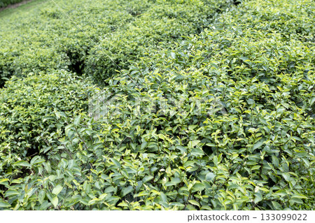 Green tea leaf in the morning, tea plantation 133099022