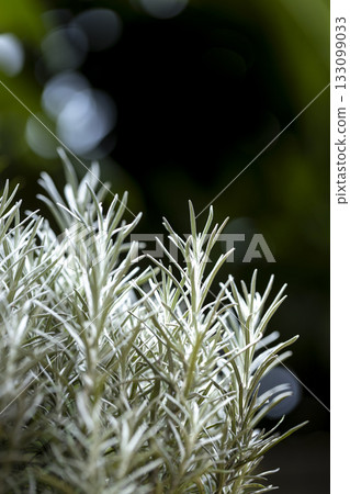 Fresh Rosemary Herb grow outdoor. Rosemary leaves Close-up. 133099033
