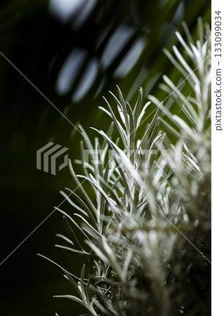 Fresh Rosemary Herb grow outdoor. Rosemary leaves Close-up. 133099034