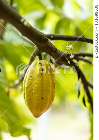 Cacao Tree (Theobroma cacao). Organic cocoa fruit pods in nature. 133099039