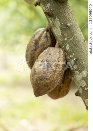 Cacao Tree (Theobroma cacao). Organic cocoa fruit pods in nature. 133099040