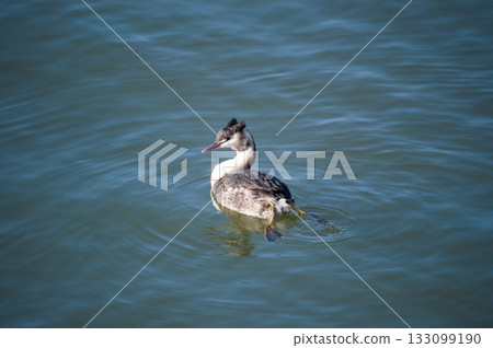 信濃川、安城堤防 戴上鳳凰 133099190
