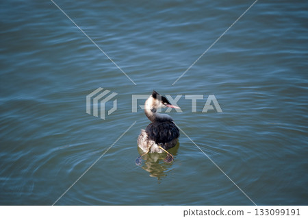 Shinano River, Yasuragi Embankment, Crowned Sea Bream 133099191