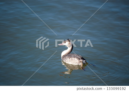 信濃川、安城堤防 戴上鳳凰 133099192