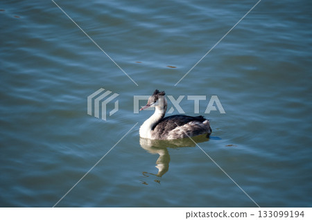 Shinano River, Yasuragi Embankment, Crowned Sea Bream Shinano River, Yasuragi Embankment, Crowned Sea Bream 133099194