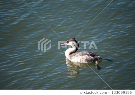Shinano River, Yasuragi Embankment, Crowned Sea Bream 133099196