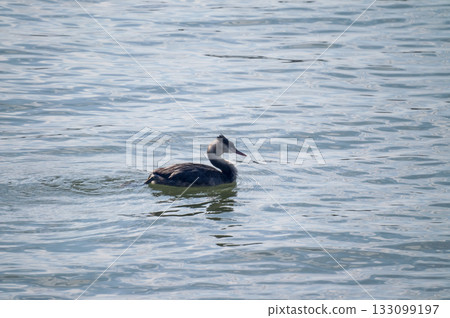 信濃川、安城堤防 戴上鳳凰 133099197