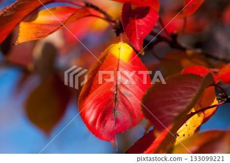 Autumn leaves of cherry blossoms on the Shinano River and Yasuragi Embankment 133099221