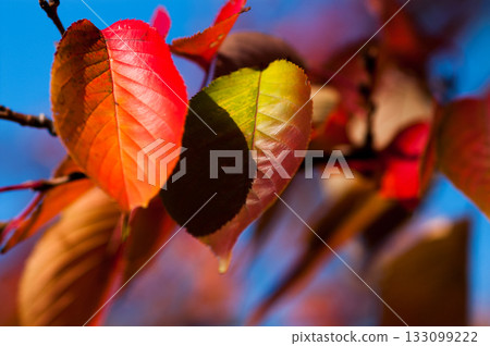 Autumn leaves of cherry blossoms on the Shinano River and Yasuragi Embankment 133099222