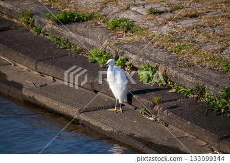 信濃川安城堤防上的小蒼鷺 133099344