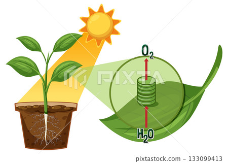Photosynthesis Process in Plant with Sunlight and Leaf Detail 133099413
