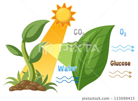 Photosynthesis Process Diagram with Sunlight, Leaf, and Chemical Inputs Photosynthesis Process Diagram with Sunlight, Leaf, and Chemical Inputs 133099415