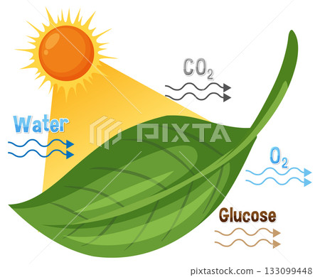 Photosynthesis Process Diagram with Leaf, Sunlight, and Chemical Inputs Photosynthesis Process Diagram with Leaf, Sunlight, and Chemical Inputs 133099448