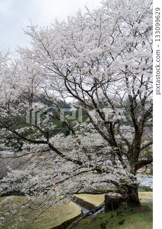 Light pink cherry blossoms in Takehara, Misugi Town 133099629