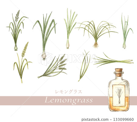 Lemongrass botanical illustration, essential oil and aroma Lemongrass botanical illustration, essential oil and aroma 133099660