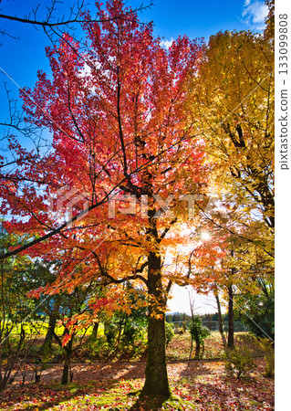 Landscape with autumn leaves Landscape with autumn leaves 133099808
