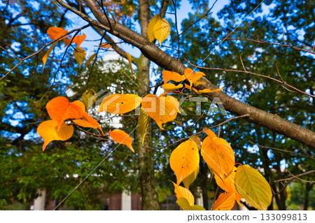 Landscape with autumn leaves Landscape with autumn leaves 133099813