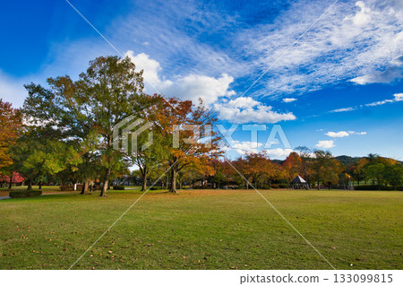 Landscape with autumn leaves 133099815