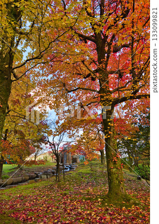 Landscape with autumn leaves Landscape with autumn leaves 133099821