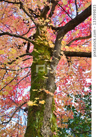 Landscape with autumn leaves Landscape with autumn leaves 133099835
