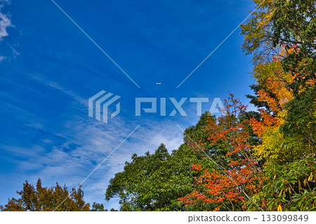 Landscape with autumn leaves Landscape with autumn leaves 133099849