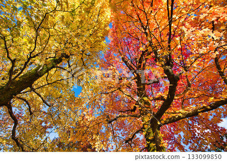 Landscape with autumn leaves Landscape with autumn leaves 133099850