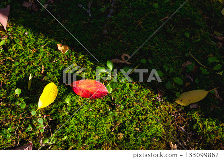 Landscape with autumn leaves Landscape with autumn leaves 133099862