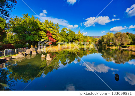 Landscape with autumn leaves 133099881