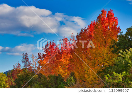 Landscape with autumn leaves 133099907