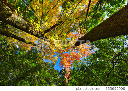 Landscape with autumn leaves Landscape with autumn leaves 133099908