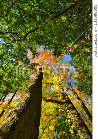 Landscape with autumn leaves 133099909