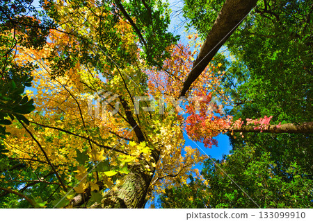 風景與秋天的落葉 133099910