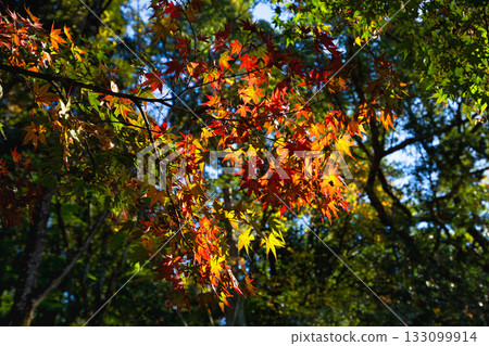 風景與秋天的落葉 133099914
