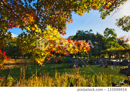 Landscape with autumn leaves 133099916