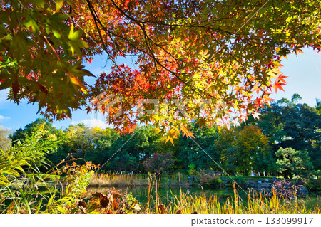 Landscape with autumn leaves 133099917