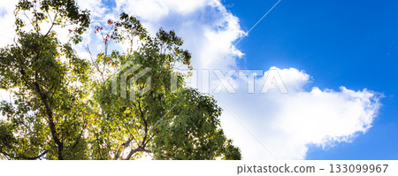 藍天、白雲和綠樹構成的簡單風景 藍天、白雲和綠樹構成的簡單風景 133099967