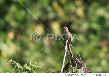 Wryn 棲息在樹上 133100711