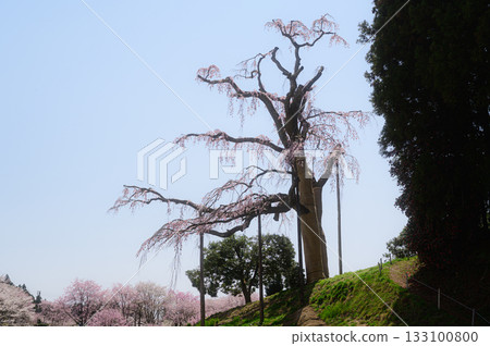 Battlefield Weeping Cherry Blossoms Spring 2025 Battlefield Weeping Cherry Blossoms Spring 2025 133100800