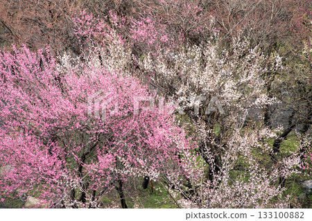 Plum blossoms in full bloom shining in the early spring sunshine 133100882