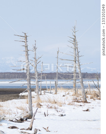 冬季的野付半島戶原 133101049