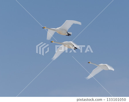 北海道知床野付半島藍天下，大天鵝翱翔。 133101050