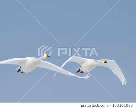 北海道知床野付半島藍天下，大天鵝翱翔。 133101052