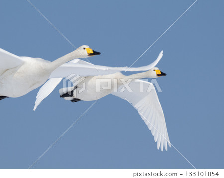 北海道知床野付半島藍天下，大天鵝翱翔。 133101054